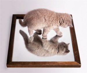 cat-lookin-in-mirror-02